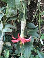 Image of Mutisia clematis L. fil.