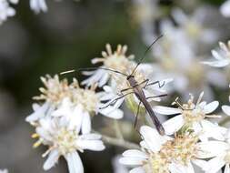 Image of Enchoptera apicalis Saunders 1850