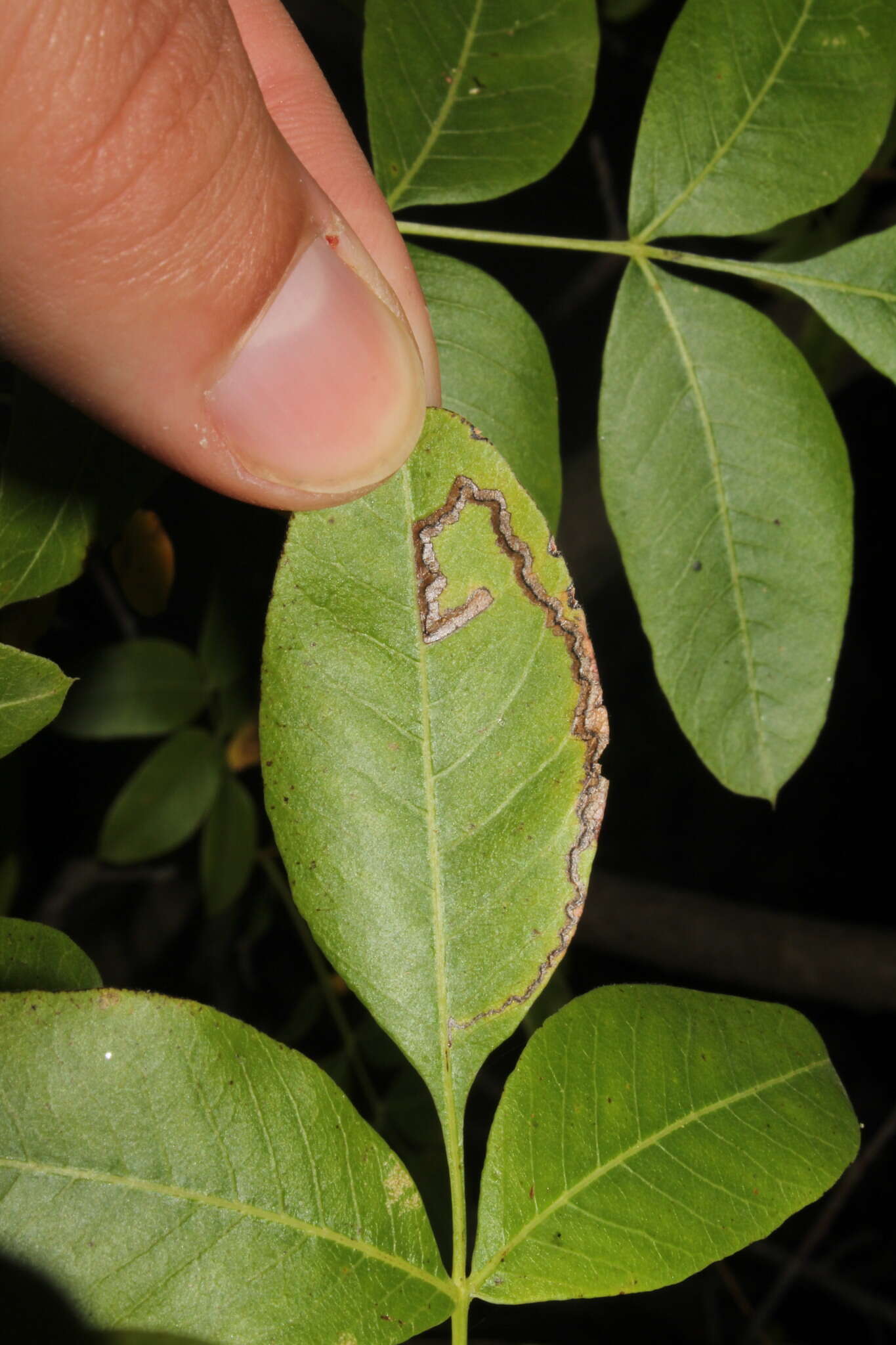 Acalyptris pistaciae van Nieukerken 2007的圖片