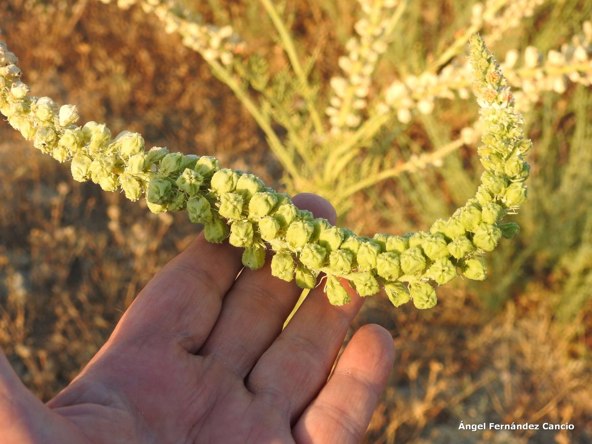 Image of Reseda suffruticosa Loefl.