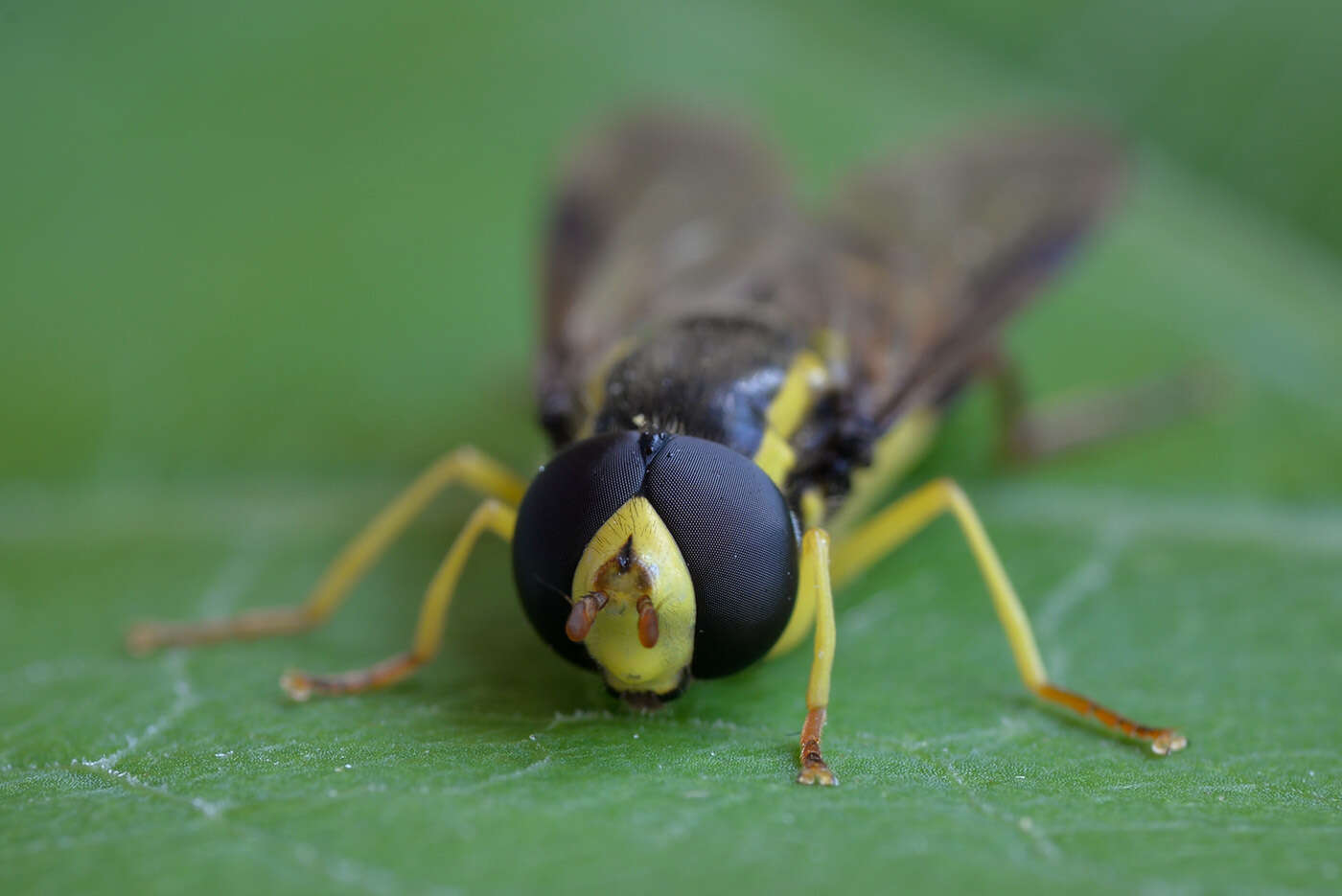 Image of Xanthogramma pedissequum (Harris 1776)