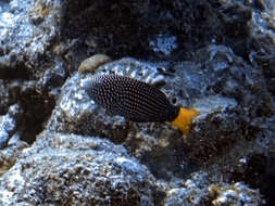 Image of Dotted Wrasse