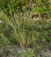 Image of Needle Grass