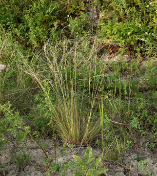 Plancia ëd Stipa lessingiana Trin. & Rupr.