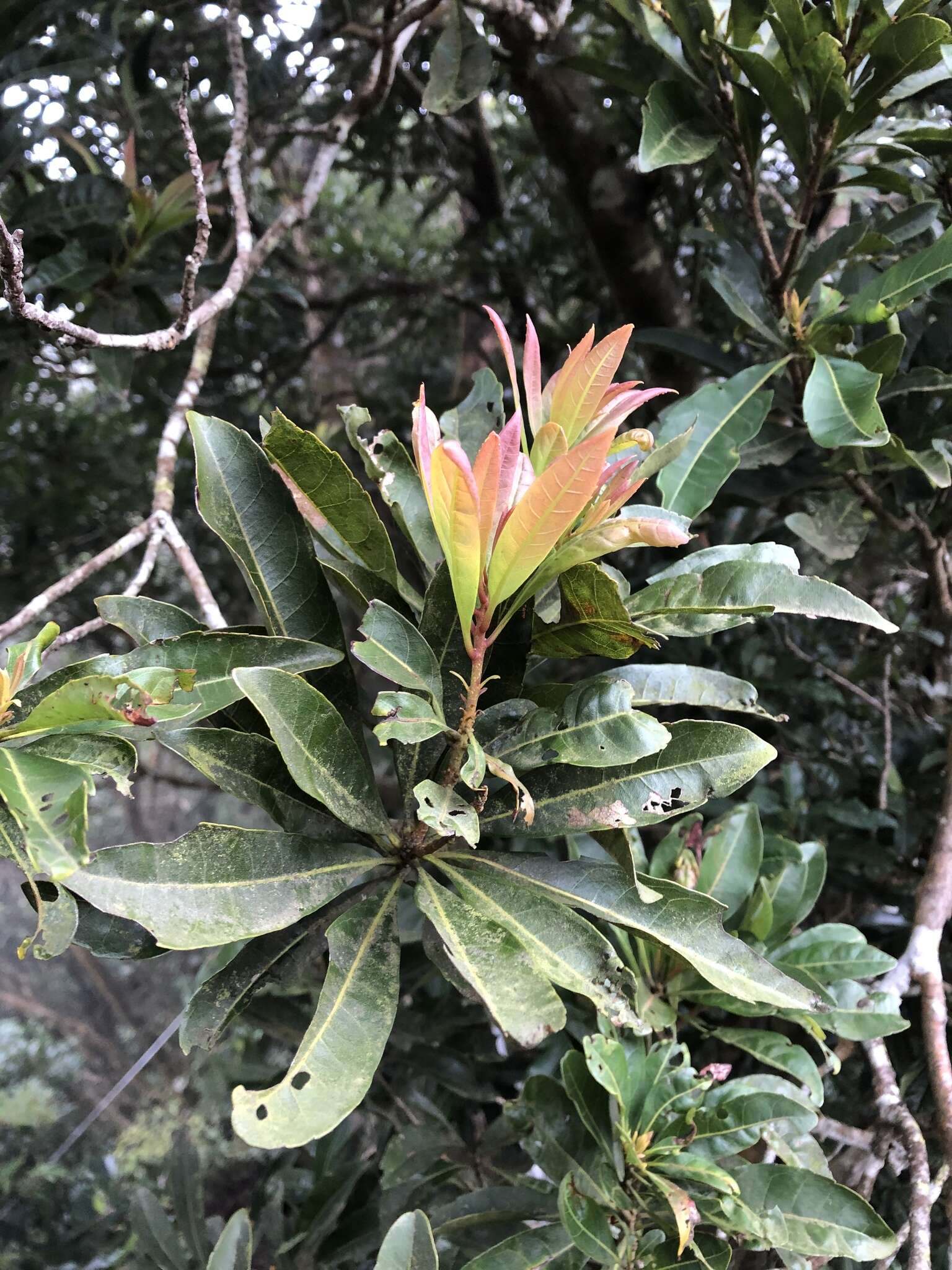 Image of red bayberry