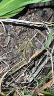 Image of Alpine Tree Frog