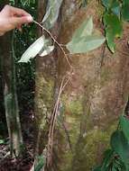 Image of Jamaican capertree