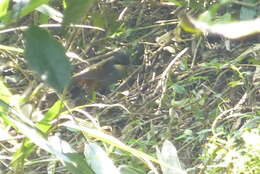 Image of Wayanad Laughingthrush