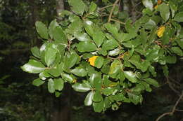 Cryptocarya latifolia Sond. resmi