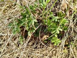 Image of European cinquefoil