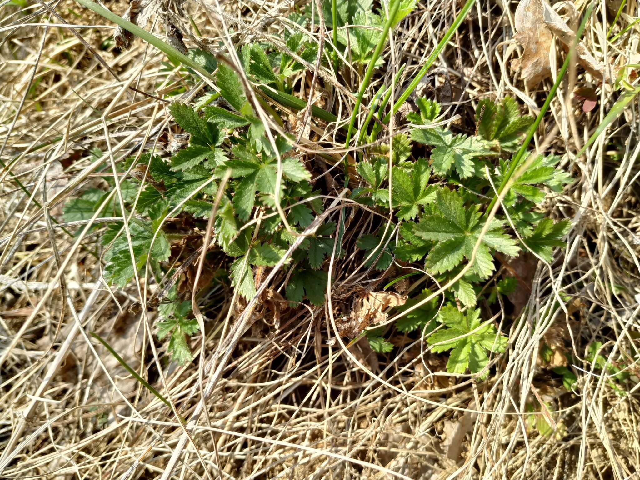 Image of European cinquefoil