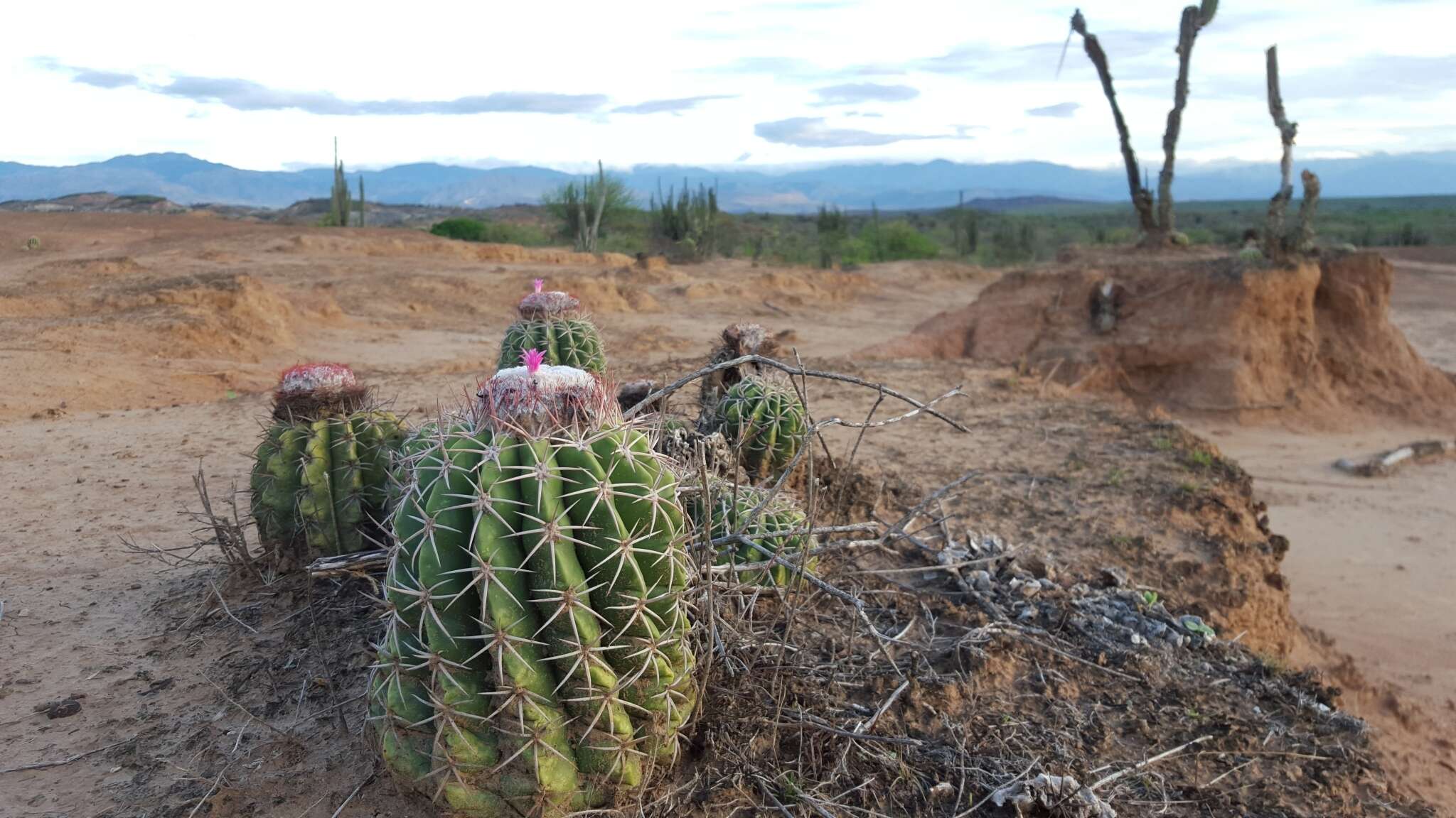 Image of Melocactus curvispinus subsp. curvispinus