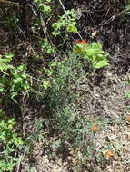 Image of Organ Mountain Indian paintbrush