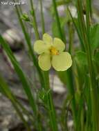 Sivun Verbascum orientale (L.) All. kuva