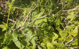 Image of desert starvine