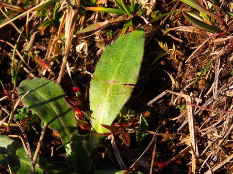 Image of Southern Daisy