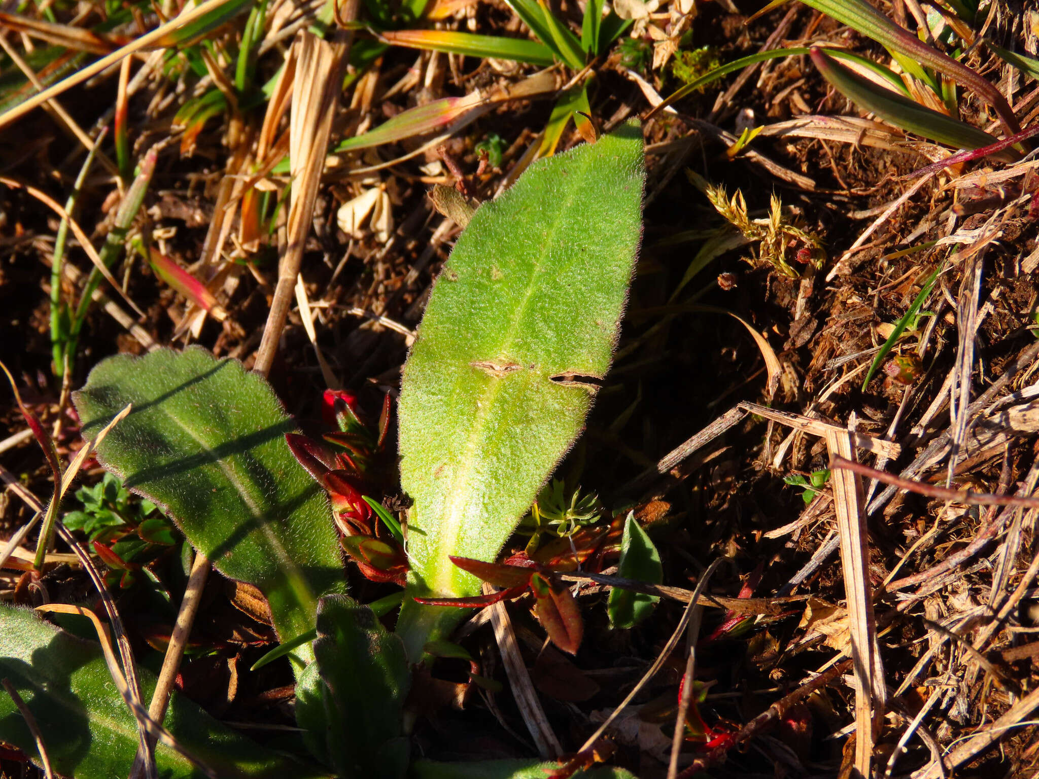 Image of Bellis sylvestris Cyr.