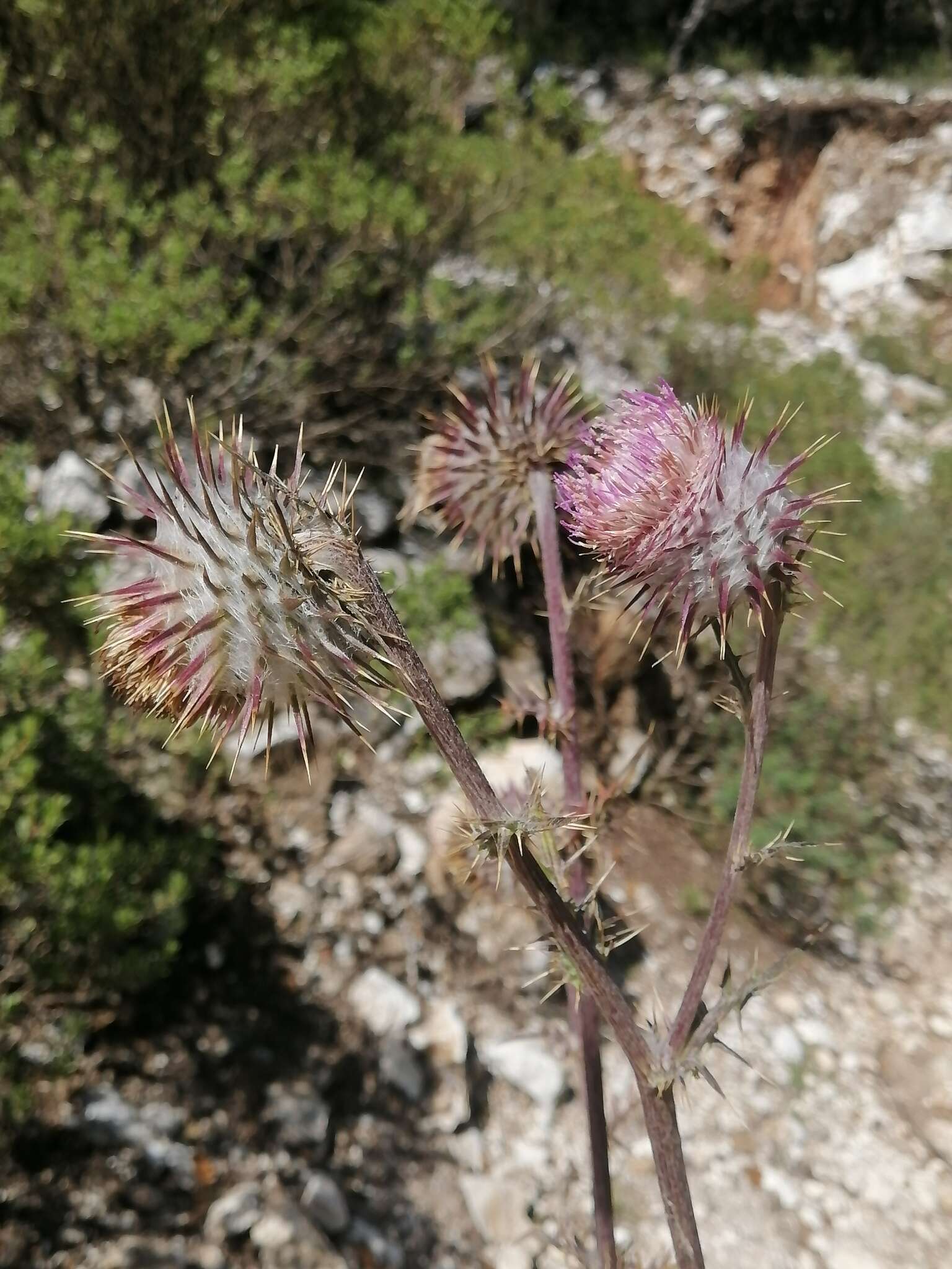 Imagem de Cirsium pinetorum Greenm.