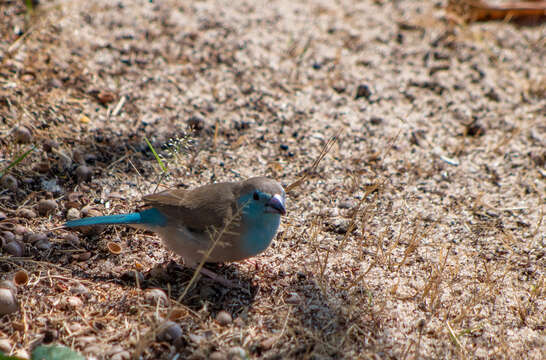 Image of Blue Waxbill