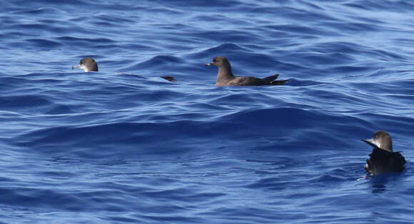 Image of Christmas Shearwater