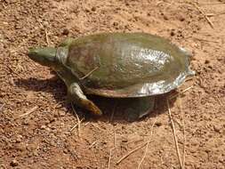 Image of Senegal Soft-shelled Turtle