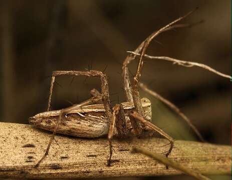 Image of Oxyopes jacksoni Lessert 1915