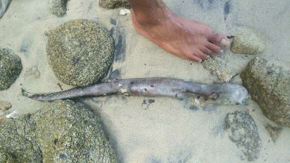 Image of Spottail moray