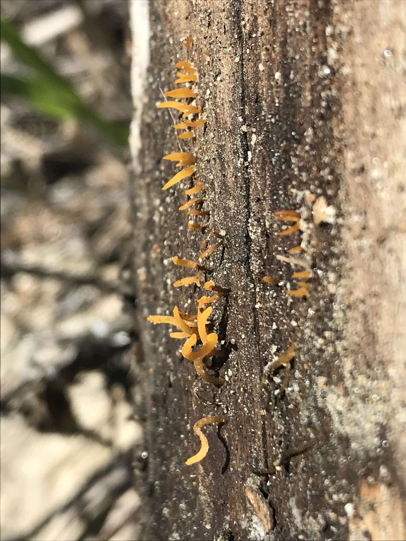 Image of Calocera (Fr.) Fr.