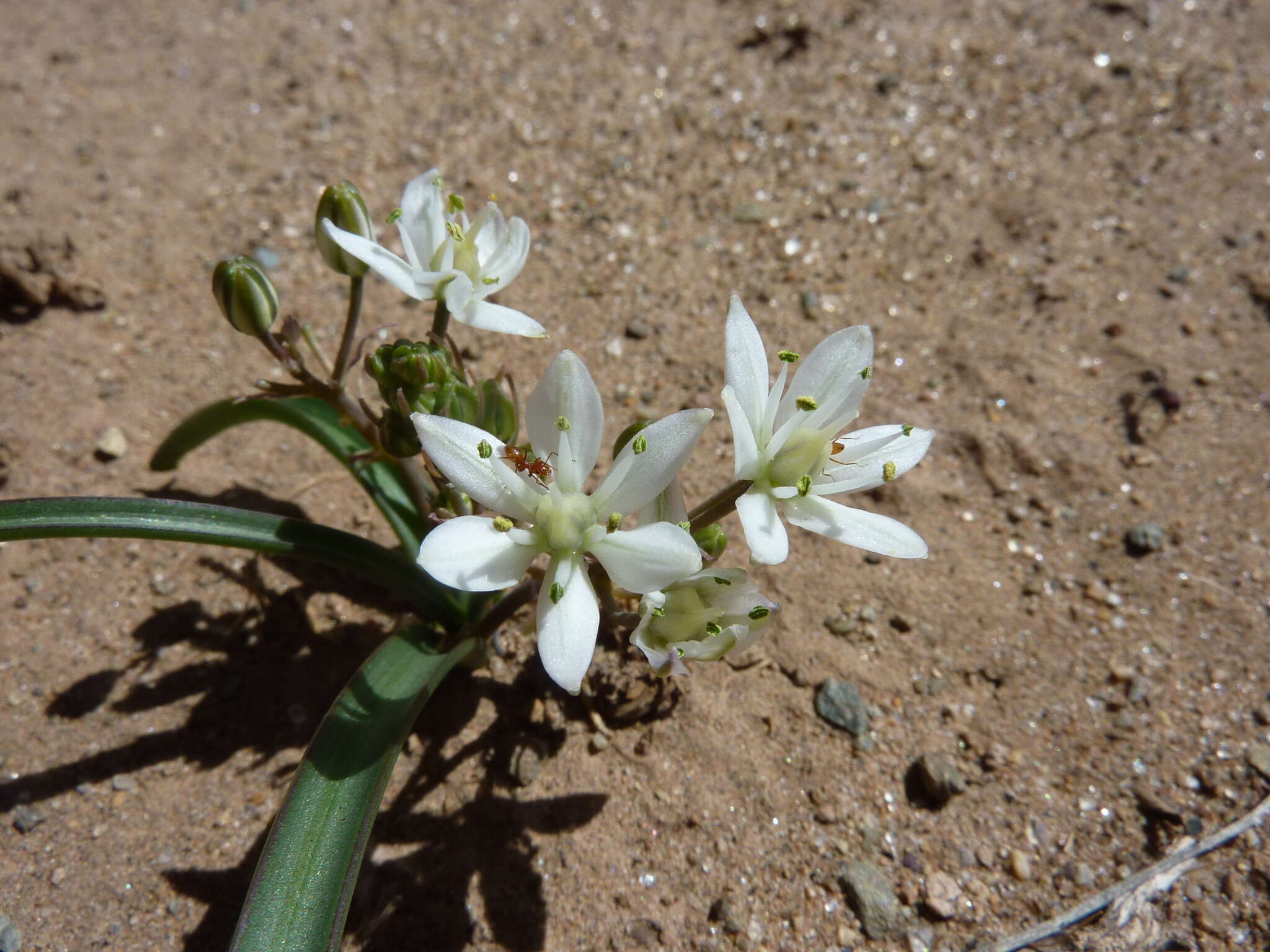 Image of Oziroe pomensis Ravenna