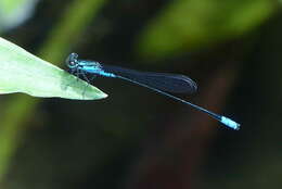 Image of Xiphiagrion cyanomelas Selys 1876