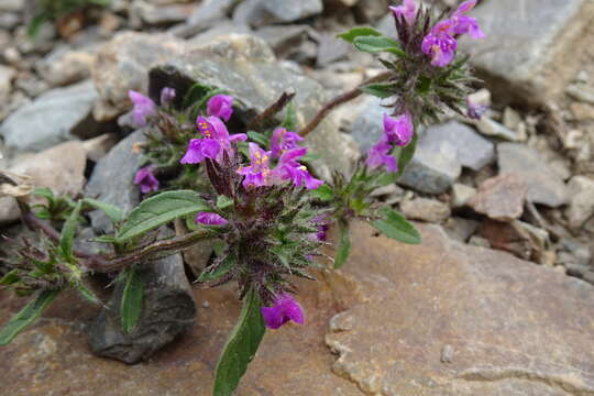 Image of Galeopsis pyrenaica Bartl.