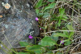 Image of Ogilvie Mountain springbeauty