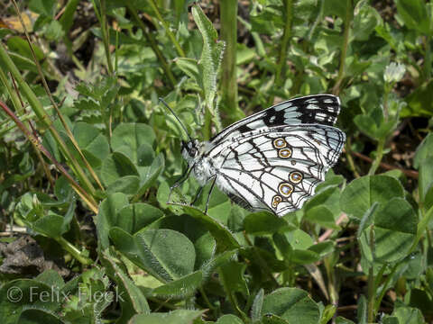 Image of Melanargia ines Hoffmannsegg 1804