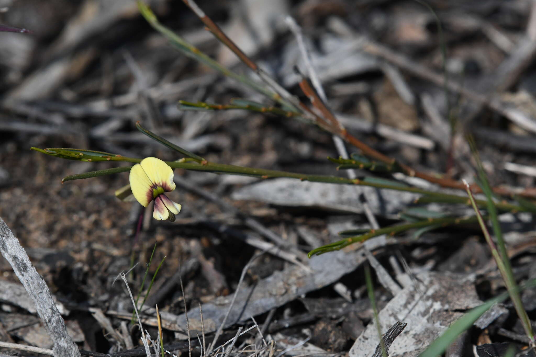 Imagem de Templetonia stenophylla (F. Muell.) J. M. Black