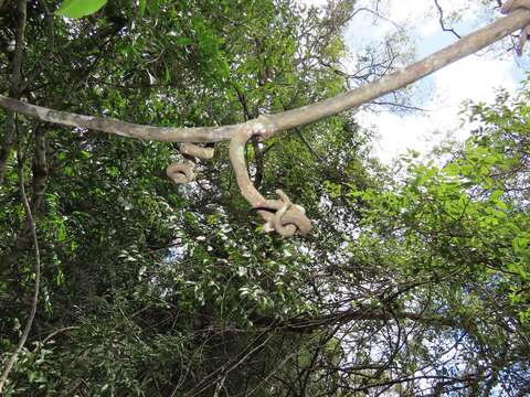 صورة Uvaria lucida subsp. virens (N. E. Br.) Verdc.