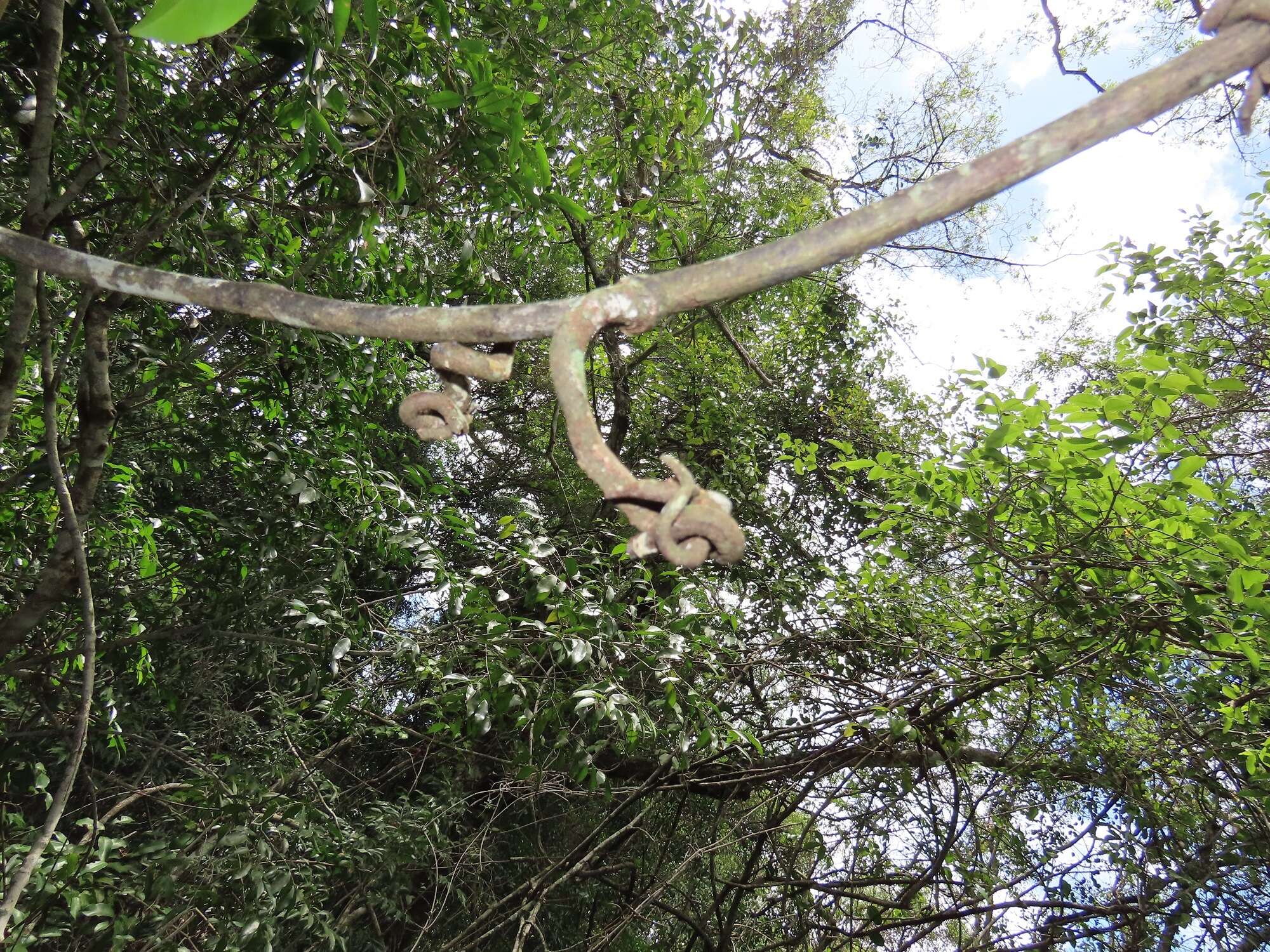 Imagem de Uvaria lucida subsp. virens (N. E. Br.) Verdc.