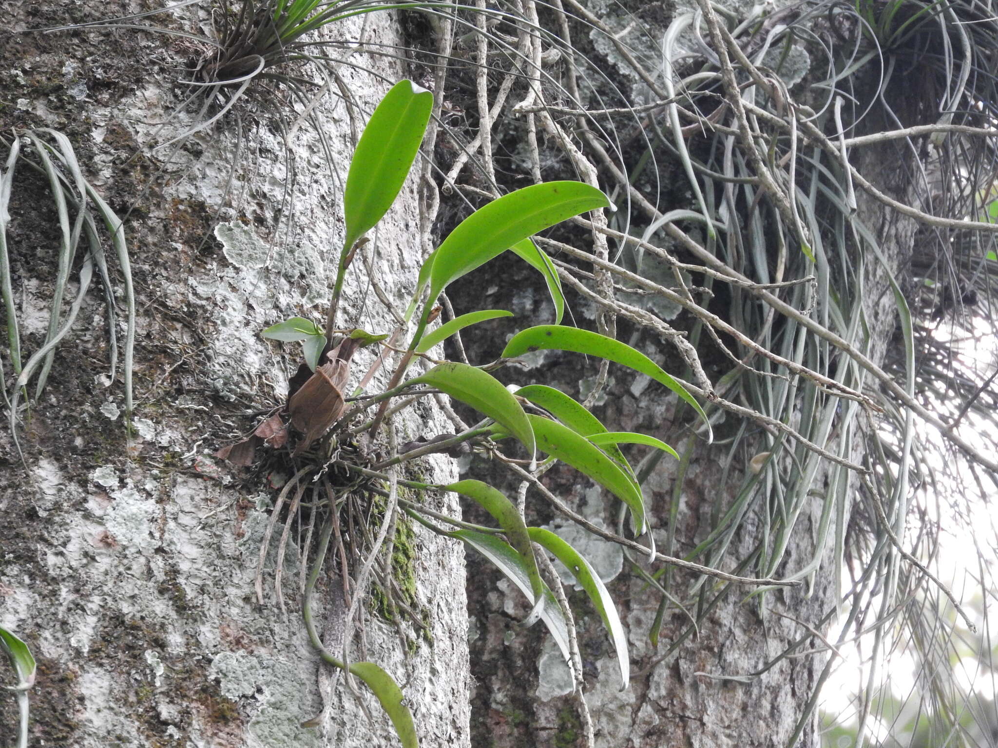 Imagem de Restrepiella ophiocephala (Lindl.) Garay & Dunst.