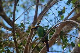 Image of <i>Aulacorhynchus prasinus wagleri</i>