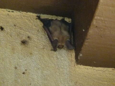 Image of pallid bat