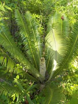 Image of Cycad