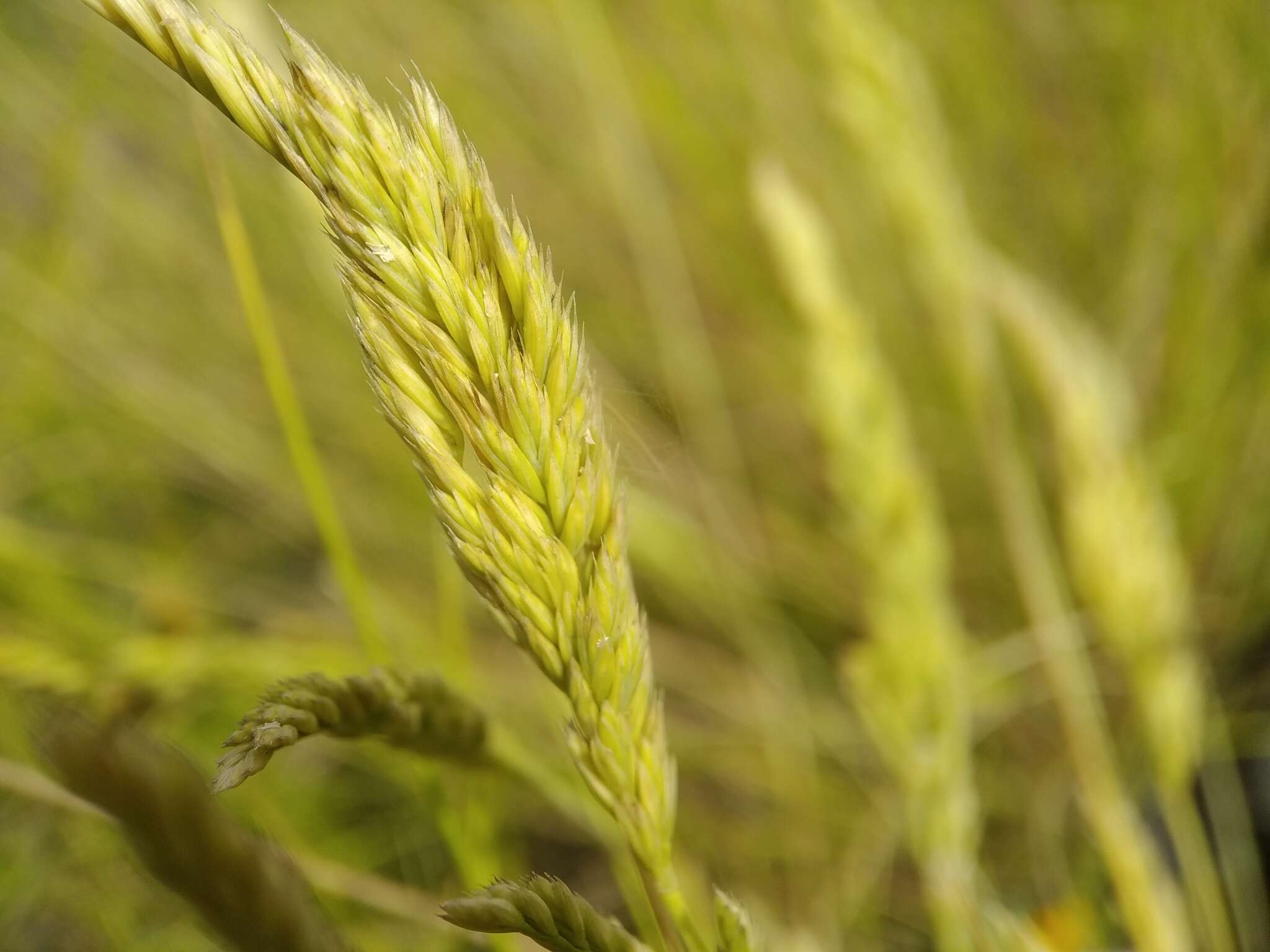 Image of Festuca petraea Guthnick ex Seub.