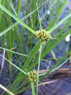 Слика од Cyperus blepharoleptos Steud.