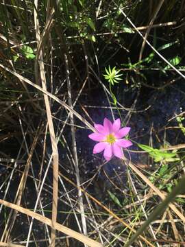 Image of marsh rose gentian