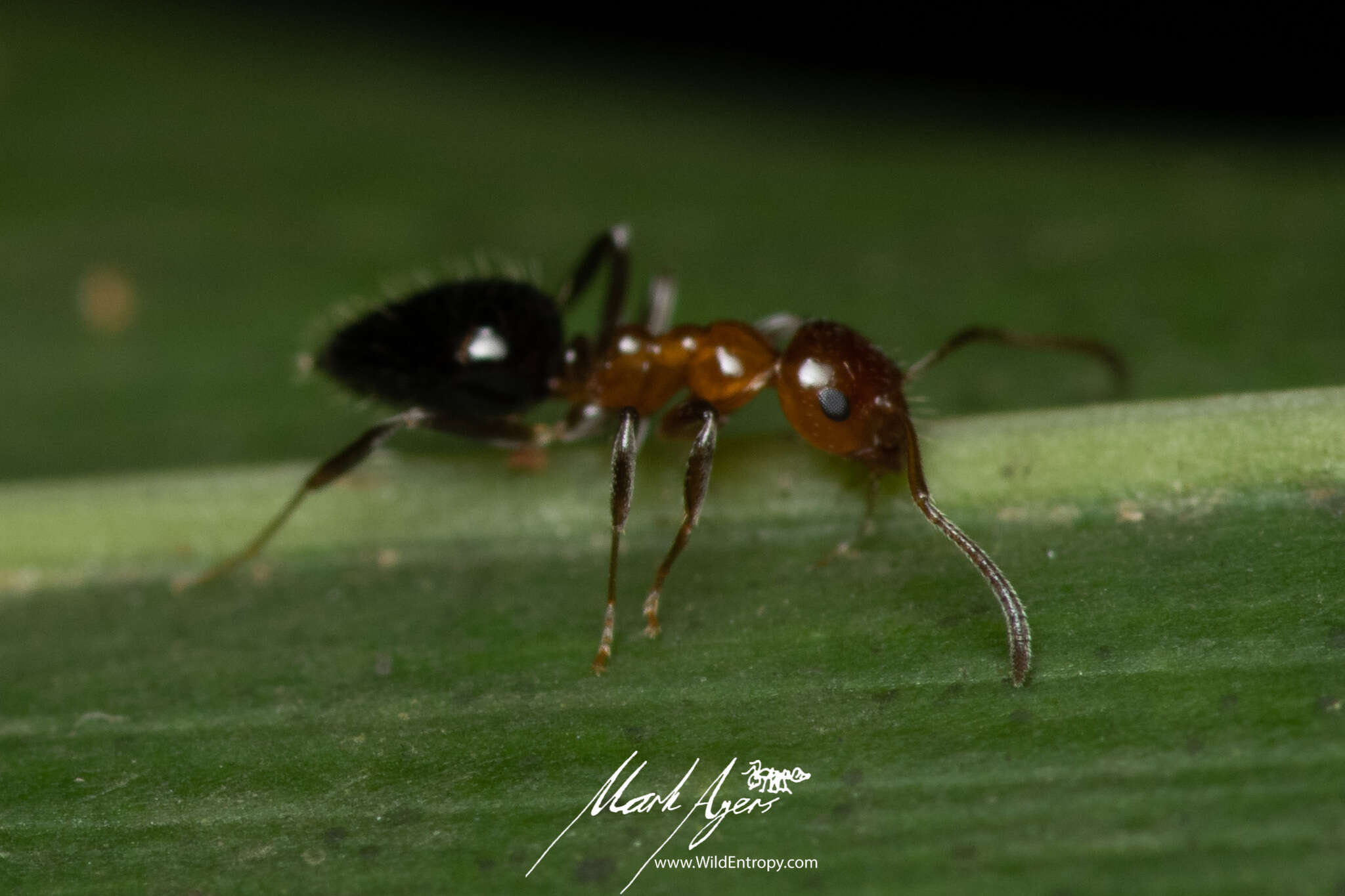 Image of Prolasius convexus McAreavey 1947