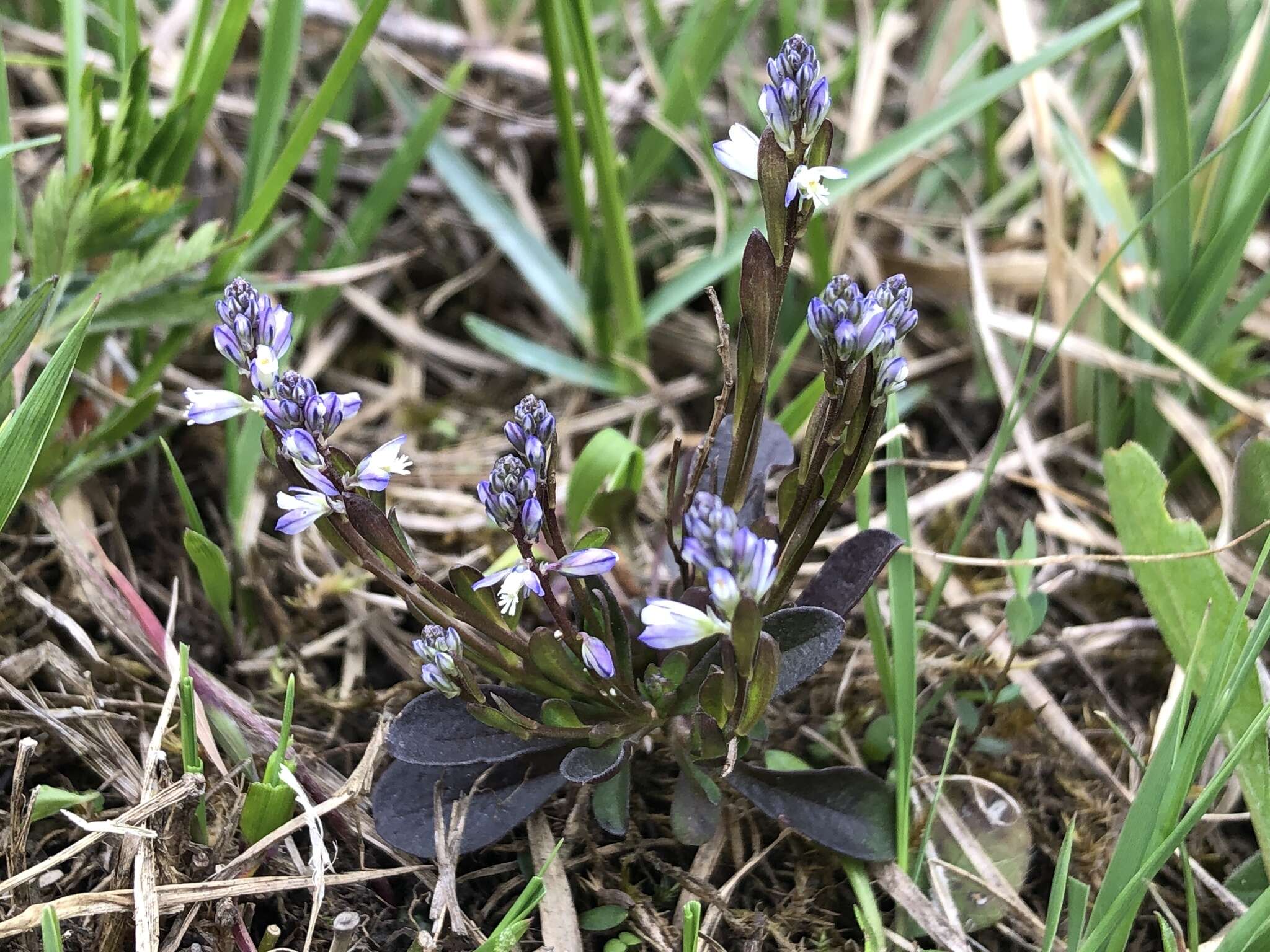 Image of Polygala amarella Crantz