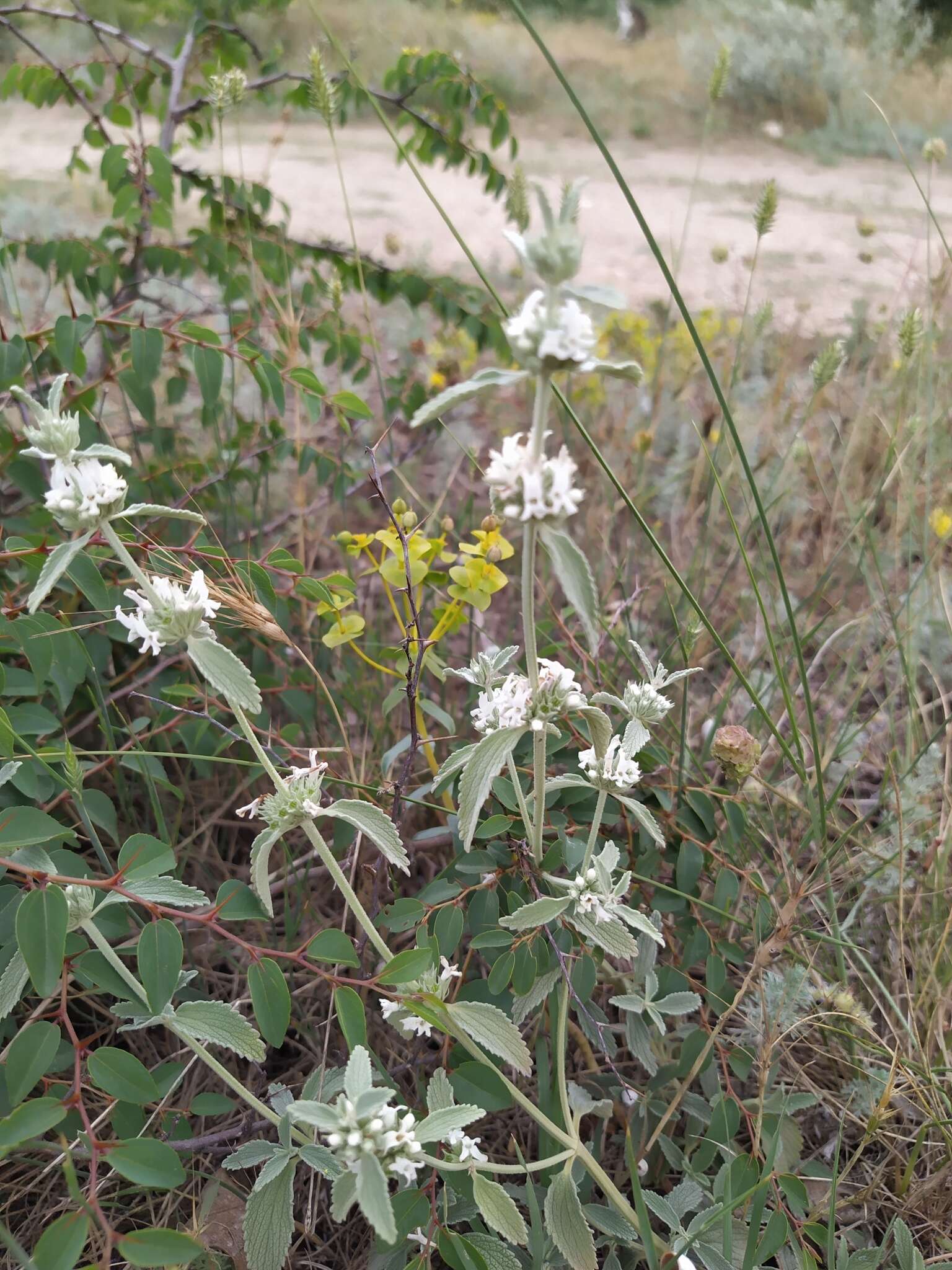 Image of horehound