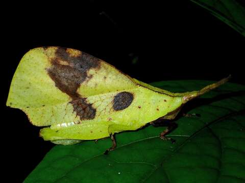 Слика од Systella borneensis Willemse & C. 1930