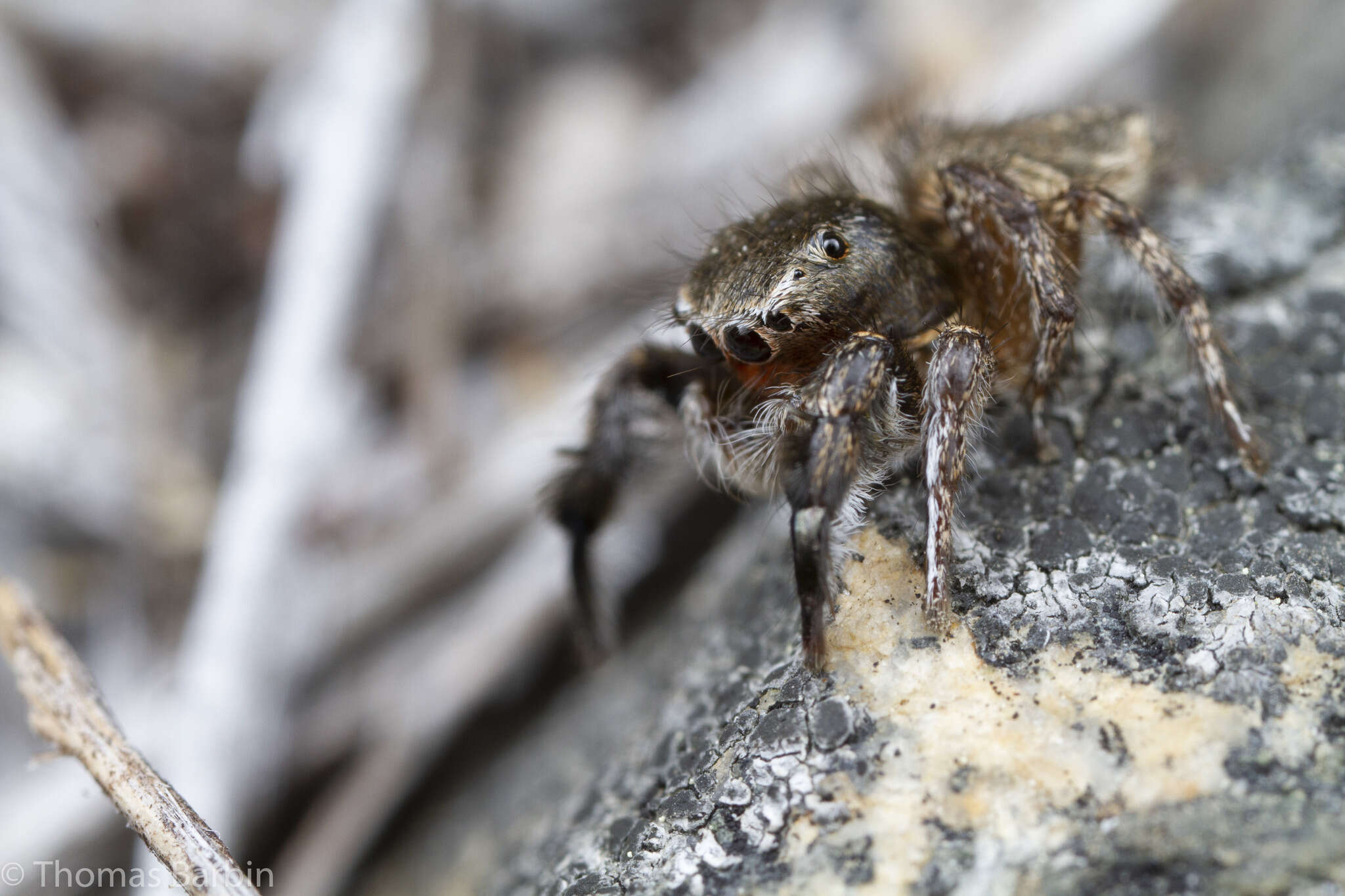 Image of Habronattus hirsutus (Peckham & Peckham 1888)