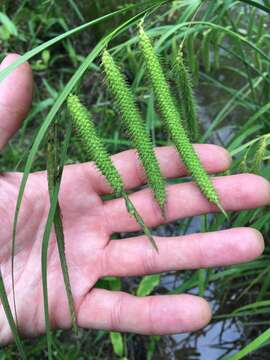 Carex crinita var. brevicrinis Fernald resmi