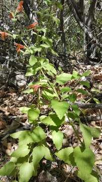 Image of monkeyflower savory